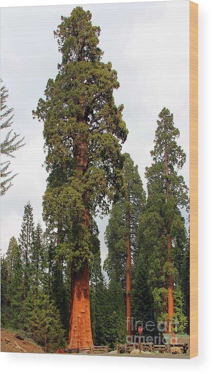 Sequoia National Park Wood Print featuring the photograph Sequoia Tree 6615 by Jack Schultz