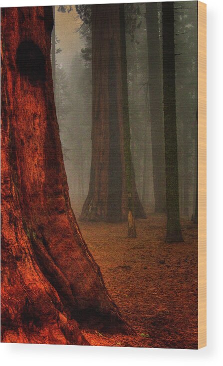 California Wood Print featuring the photograph Sequoias in the Clouds by Roger Passman