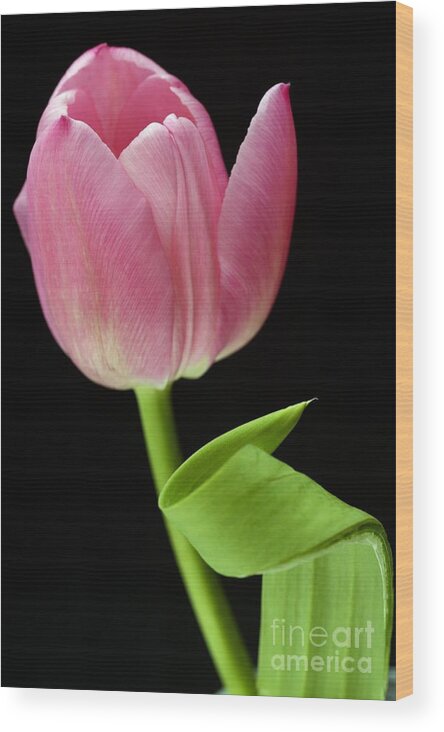 Wendy Wood Print featuring the photograph Seriously Pink 2 by Wendy Wilton