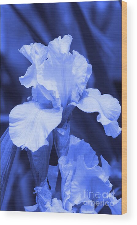 Iris Wood Print featuring the photograph Shades of Blue Iris by Cathy Beharriell