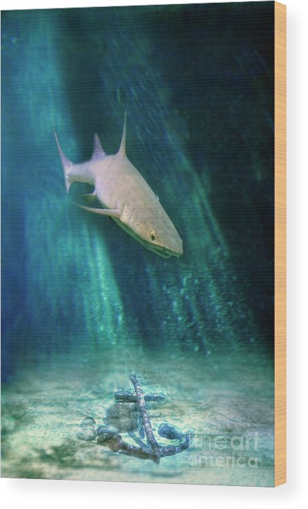 Shark Wood Print featuring the photograph Shark and Anchor by Jill Battaglia