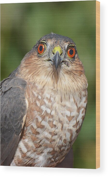 Bird Wood Print featuring the photograph Sharp-shinned Hawk Immature by Alan Lenk