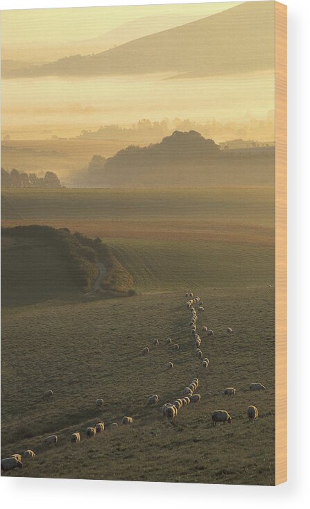 Misty Wood Print featuring the photograph Sheep and misty South Downs by Hazy Apple