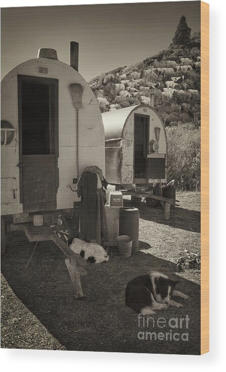 Sheepherders Camp Wood Print featuring the photograph Sheepherders Camp by Priscilla Burgers