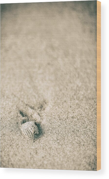 Beach Wood Print featuring the photograph Shell on Beach Alabama by John McGraw