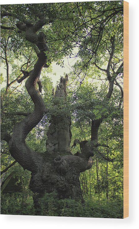 Forest Wood Print featuring the photograph Sherwood Forest by Martin Newman