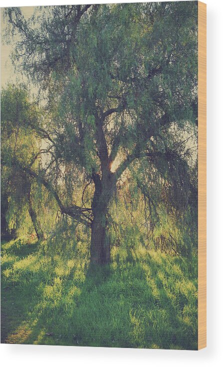 Trees Wood Print featuring the photograph Shine Your Light by Laurie Search