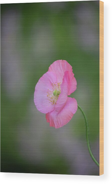 Shirley Poppy Wood Print featuring the photograph Shirley Poppy 2018-3 by Thomas Young