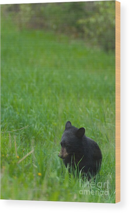 Black Bear Wood Print featuring the photograph Shyness by Birches Photography