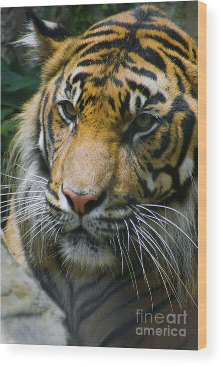 Animals Wood Print featuring the photograph Siberian Tiger Portrait by Kimberly Blom-Roemer