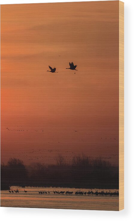 Sandhill Cranes Wood Print featuring the photograph Sienna Skies #3 by Susan Rissi Tregoning