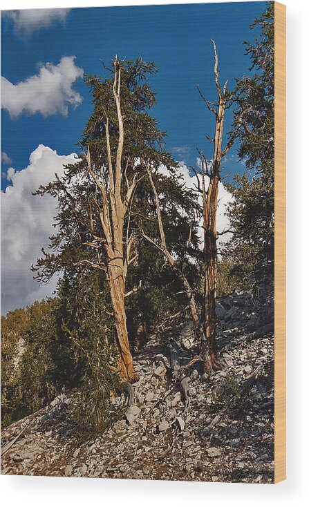 Sierra Nevada Wood Print featuring the painting Sierra Cedar by Larry Darnell