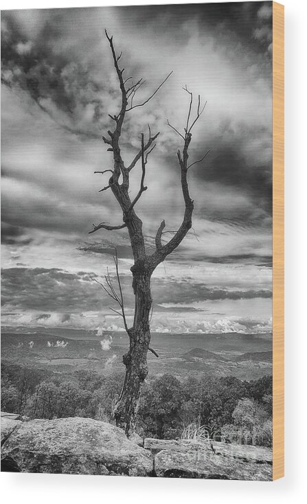 Black And White Wood Print featuring the photograph Single Tree In Black and White by Dawn Gari