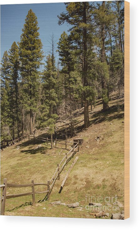 Lincoln National Forest Wood Print featuring the photograph Sleepy Grass Picnic Area by Bob Phillips