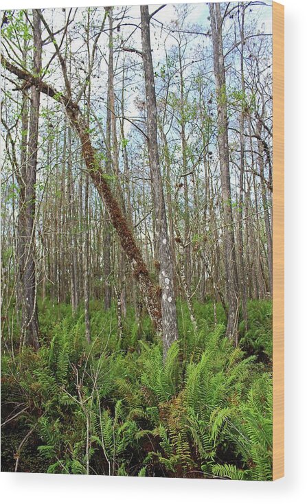 Tree Wood Print featuring the photograph Slough Legacy by Michiale Schneider