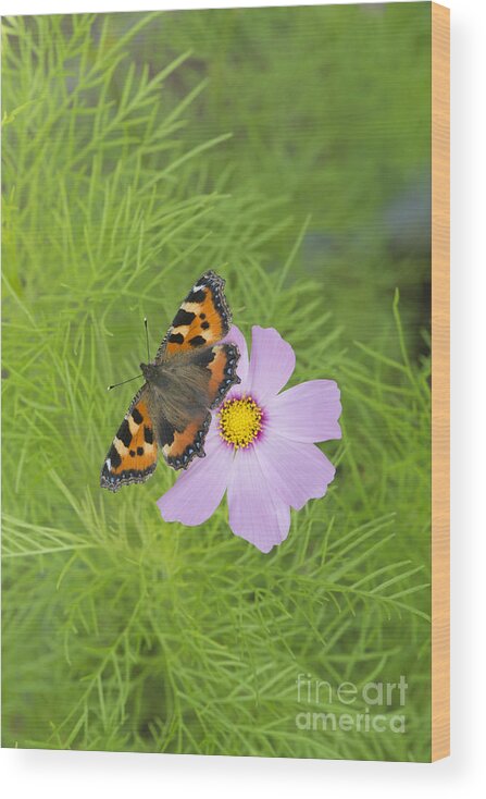 Aglais Urticae Wood Print featuring the photograph Small Tortoiseshell by Tim Gainey