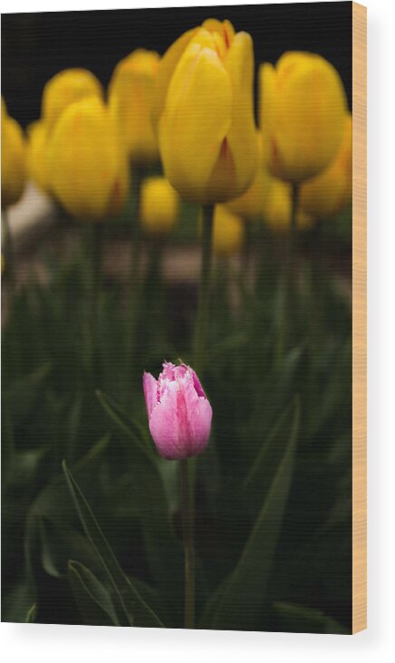 Jay Stockhaus Wood Print featuring the photograph Small Tulip by Jay Stockhaus