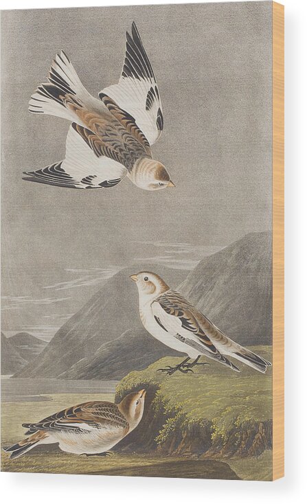 Audubon Wood Print featuring the painting Snow Bunting by John James Audubon