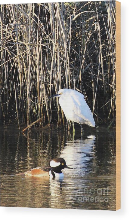 Snowy Egret And A Guy From The Hood Wood Print featuring the photograph Snowy Egret and a Guy from the Hood by Jennifer Robin