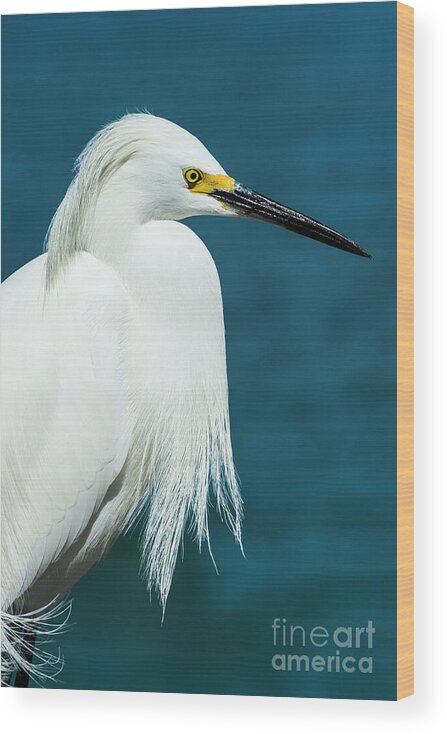 Aquatic Wood Print featuring the mixed media Snowy Egret Portrait by Stefano Senise