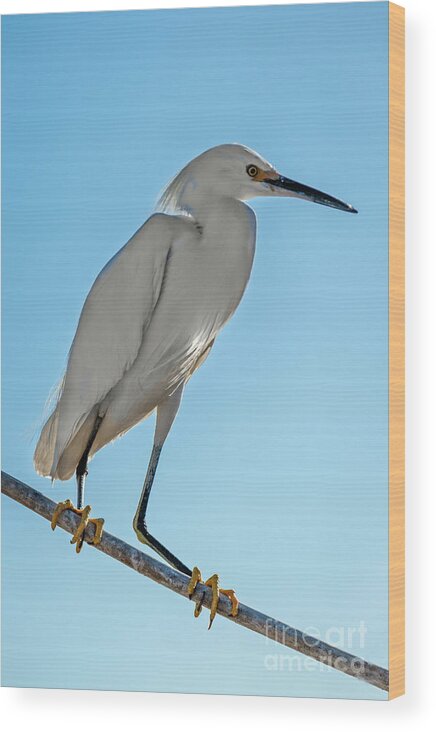 White Wood Print featuring the photograph Snowy Egret by Robert Bales