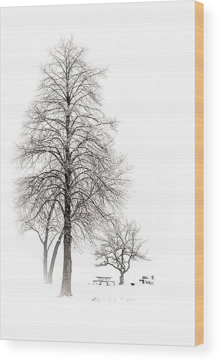 Cleveland Wood Print featuring the photograph Snowy Trees by Stewart Helberg