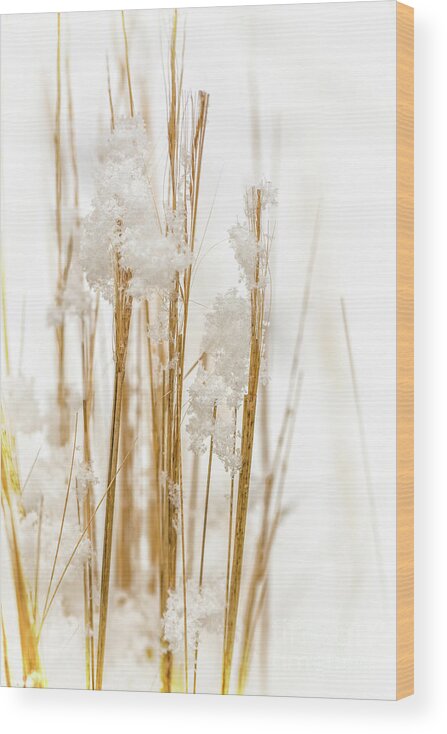Snow Wood Print featuring the photograph Snowy weed - vertical by Delphimages Photo Creations