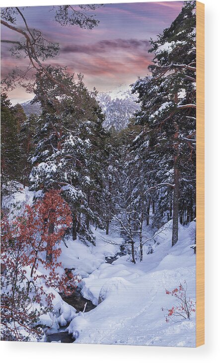 Arroyo Wood Print featuring the photograph Snowy wood by Hernan Bua