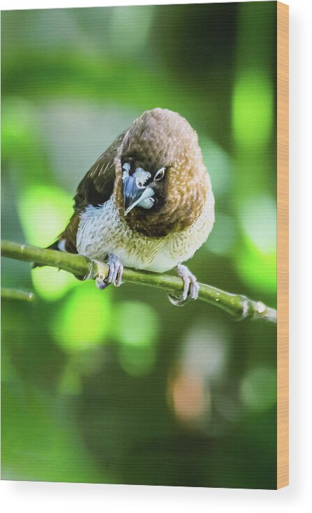 Animal Wood Print featuring the photograph Society finch by SAURAVphoto Online Store