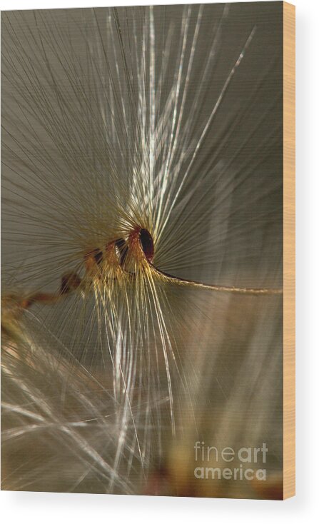 Macro Wood Print featuring the photograph Sock Drill by Shawn Jeffries