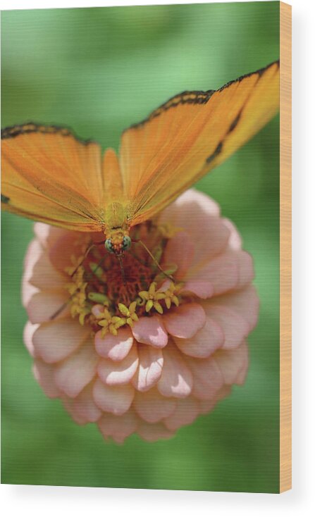 Butterfly Wood Print featuring the photograph Soft Landing by Mary Anne Delgado