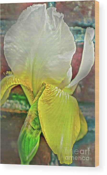 Spring Wood Print featuring the photograph Soft White and Yellow Iris by Sandy Moulder