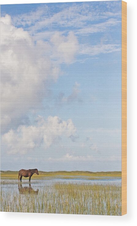 Wild Wood Print featuring the photograph Solitary Wild Horse by Bob Decker