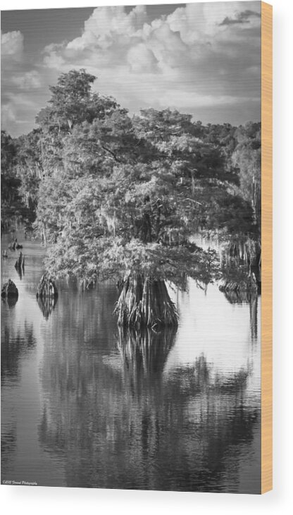 Dead Lakes Wood Print featuring the photograph Solo Tree Dead Lakes Black and White by Debra Forand