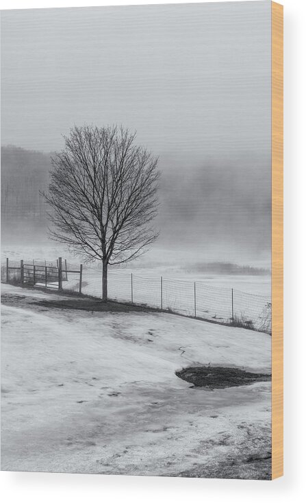 Williamsville Vermont Wood Print featuring the photograph Solo Tree by Tom Singleton