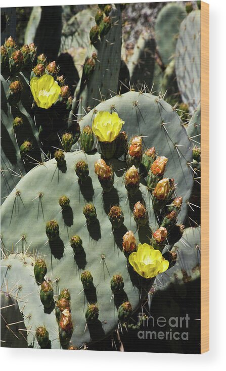 Nopal Wood Print featuring the photograph Sombras by Kathy McClure