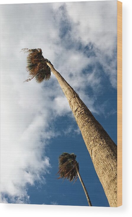Palm Tree Wood Print featuring the photograph Sorrento Date Palms by Allan Van Gasbeck