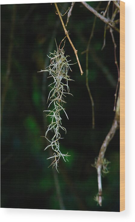 Moss Wood Print featuring the photograph Spanish moss by Tikvah's Hope