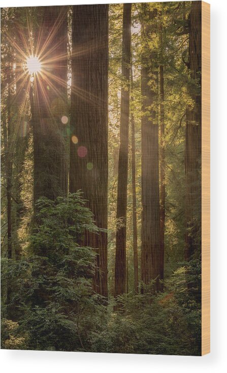 Redwoods Wood Print featuring the photograph Sparkle in the Redwoods by Jon Ares
