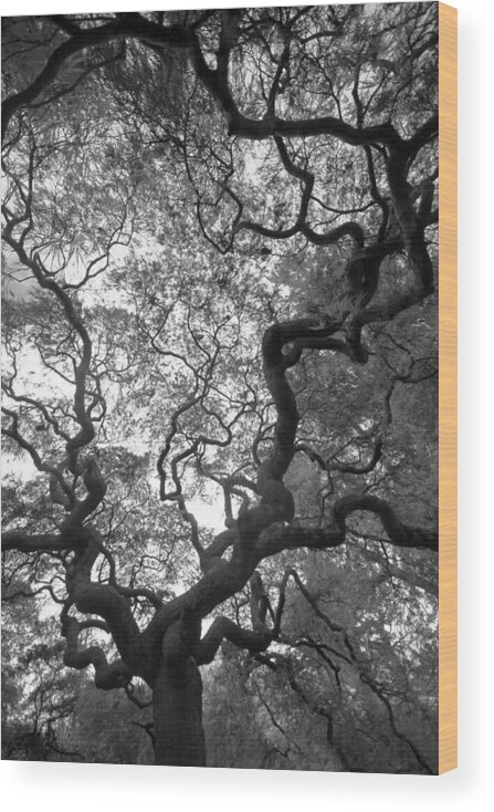Tree Wood Print featuring the photograph Speaking by Mitch Cat