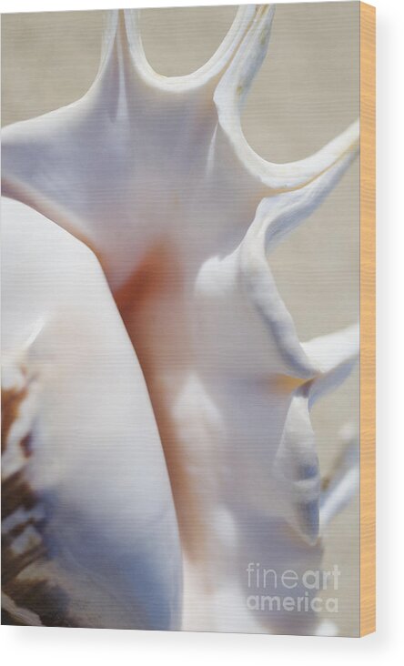 Background Wood Print featuring the photograph Spider Conch Shell by Mary Van de Ven - Printscapes