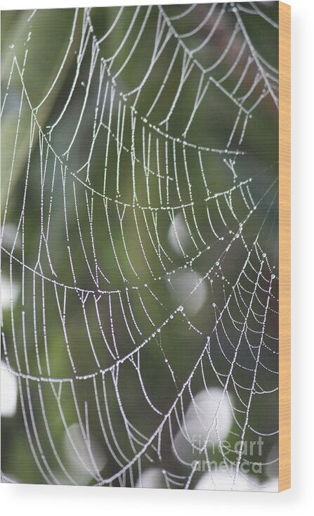 Spider Web Wood Print featuring the photograph Spider Web with Bokeh by Carol Groenen