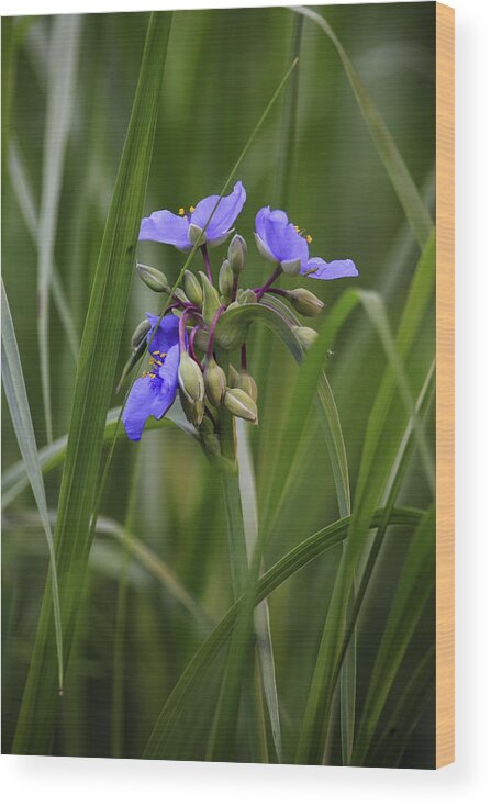 Canada Wood Print featuring the photograph Spiderwort by Gary Hall