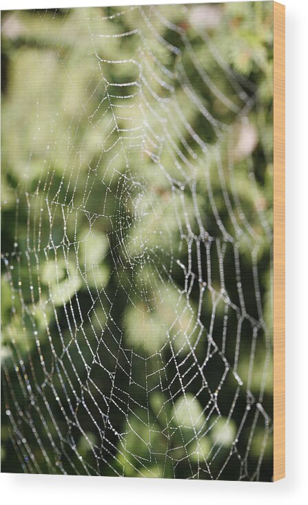 Spider Wood Print featuring the photograph Spinning out of Control by Marilyn Hunt