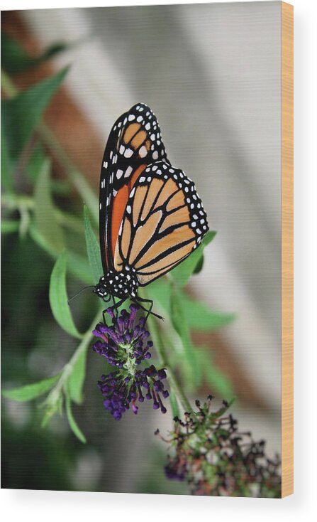 Butterfly Wood Print featuring the photograph Spotted Butterfly by Cathy Harper