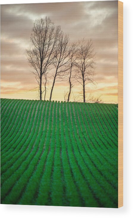 Rural Wood Print featuring the photograph Spring Corn Rows of the Midwest by Matt Hammerstein