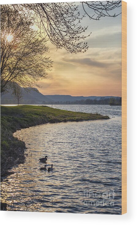 Ducks Wood Print featuring the photograph Spring evening at East Lake Winona by Kari Yearous