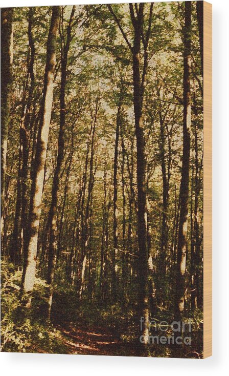 Background Wood Print featuring the photograph Spring Forest by Jean Bernard Roussilhe