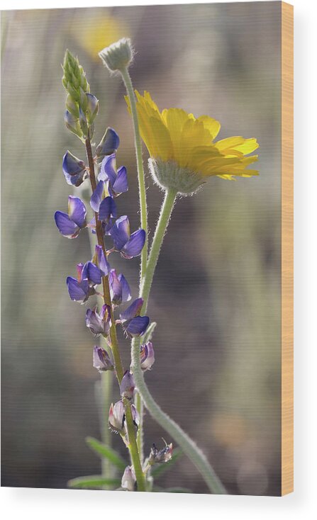 Spring Wood Print featuring the photograph Spring Wildflowers by Sue Cullumber