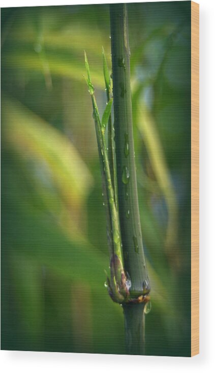 Bamboo Wood Print featuring the photograph Square Stem Bamboo by Nathan Abbott